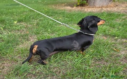 Miniature Dachshund dogs for sale: Beautiful Silver dapple girl. RETIREMENT  - Image 4