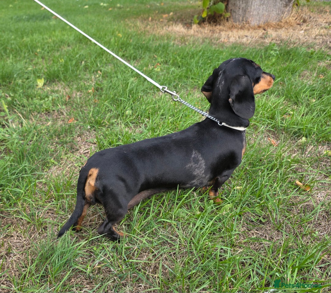 Miniature Dachshund dogs for sale: Beautiful Silver dapple girl. RETIREMENT  - Image 4