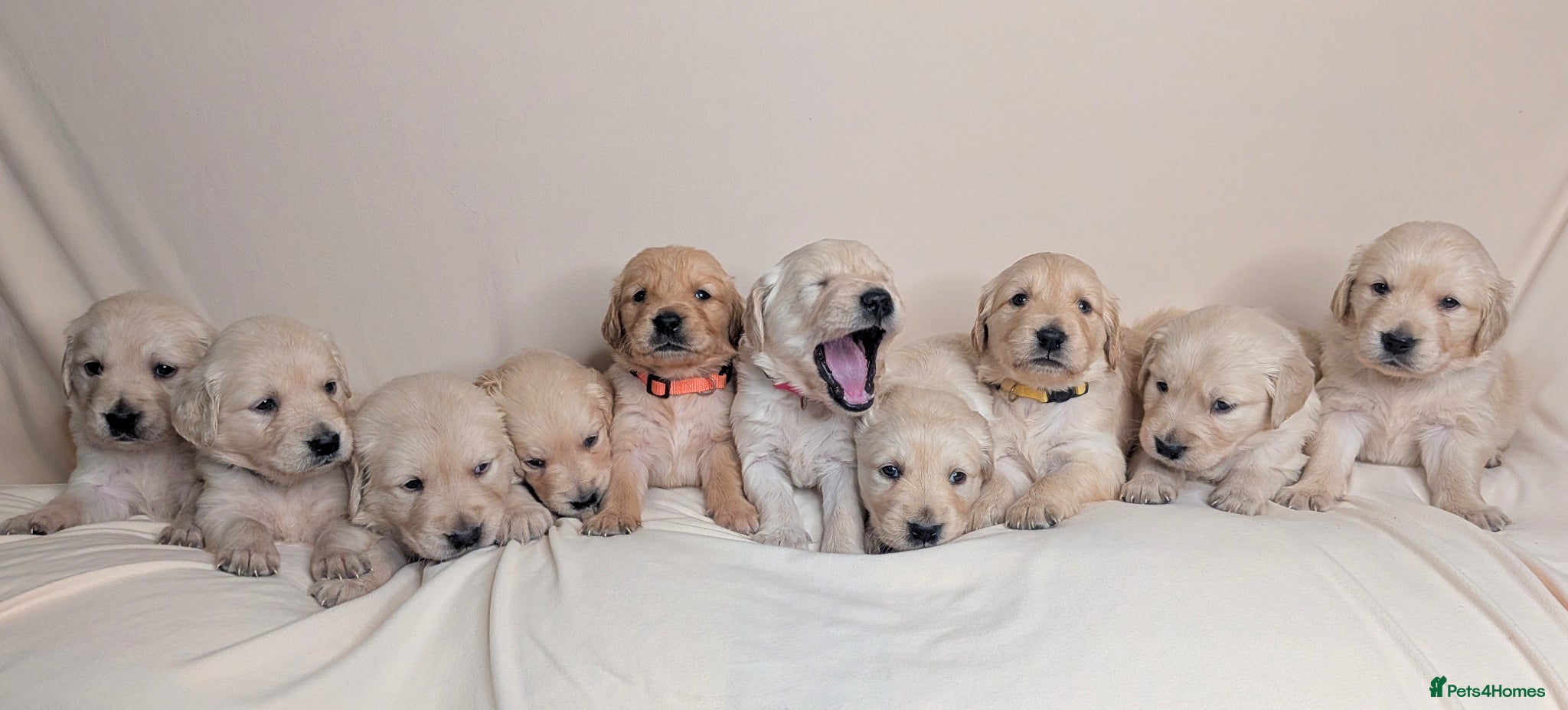 Golden Retriever dogs Golden Retriever pups - Advert 1