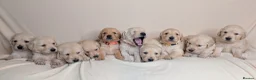 Golden Retriever dogs for sale: Golden Retriever pups - Advert 1