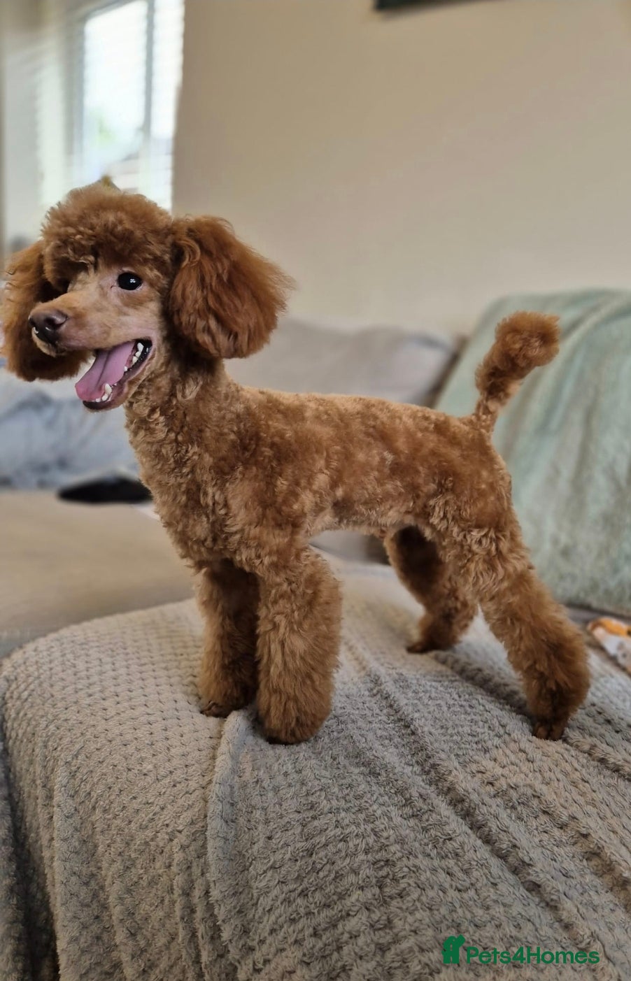 Toy Poodle dogs Red Toy Poodle Stud - Advert 1