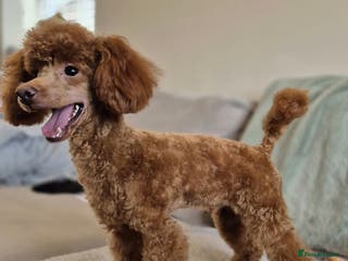 Toy Poodle dogs Red Toy Poodle Stud - Advert 3