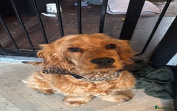 Cocker Spaniel dogs for sale: Beautiful Summer - Image 6