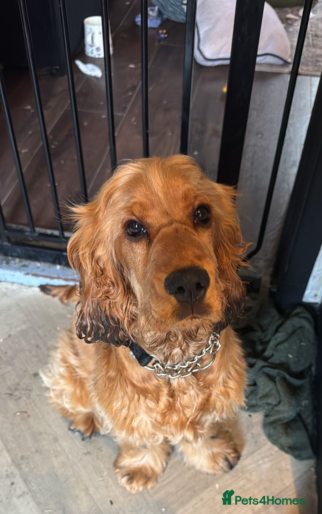 Cocker Spaniel dogs for sale: Beautiful Summer - Image 6