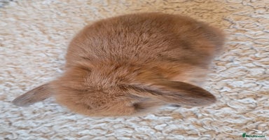 Mini Lop rabbits - Advert 6