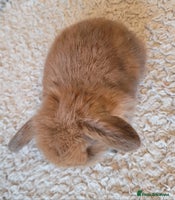 Mini Lop rabbits - Advert 6