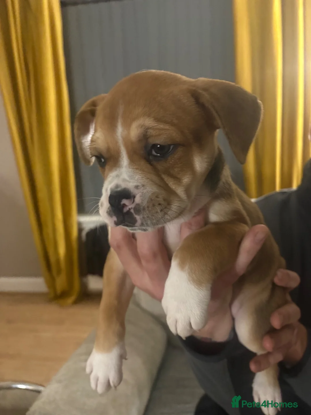 Mixed Breed dogs for sale: American bulldog cross staffy pup  - Advert 1