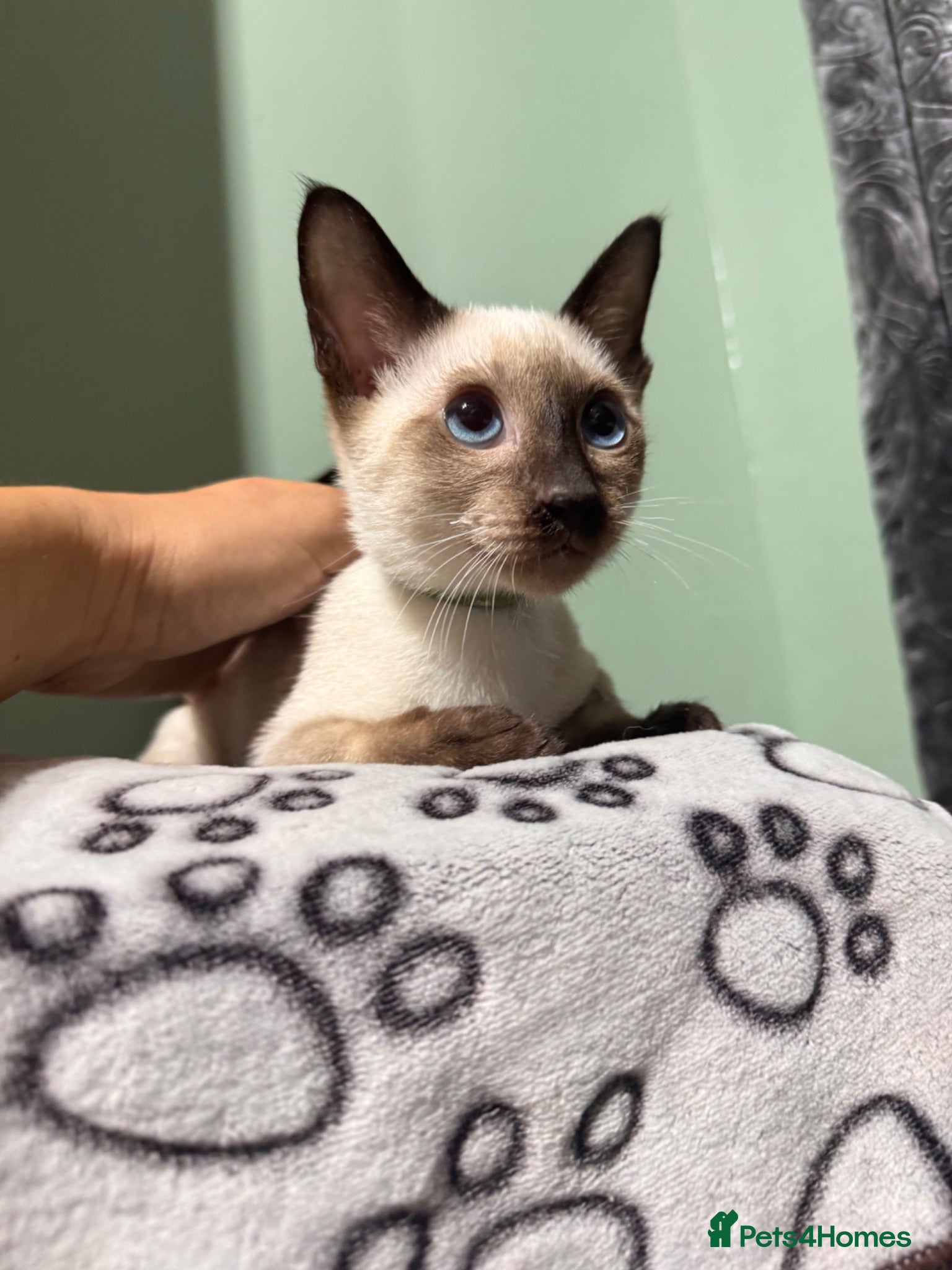 Siamese cats 2 boys available traditional Siamese  ready now  - Advert 2