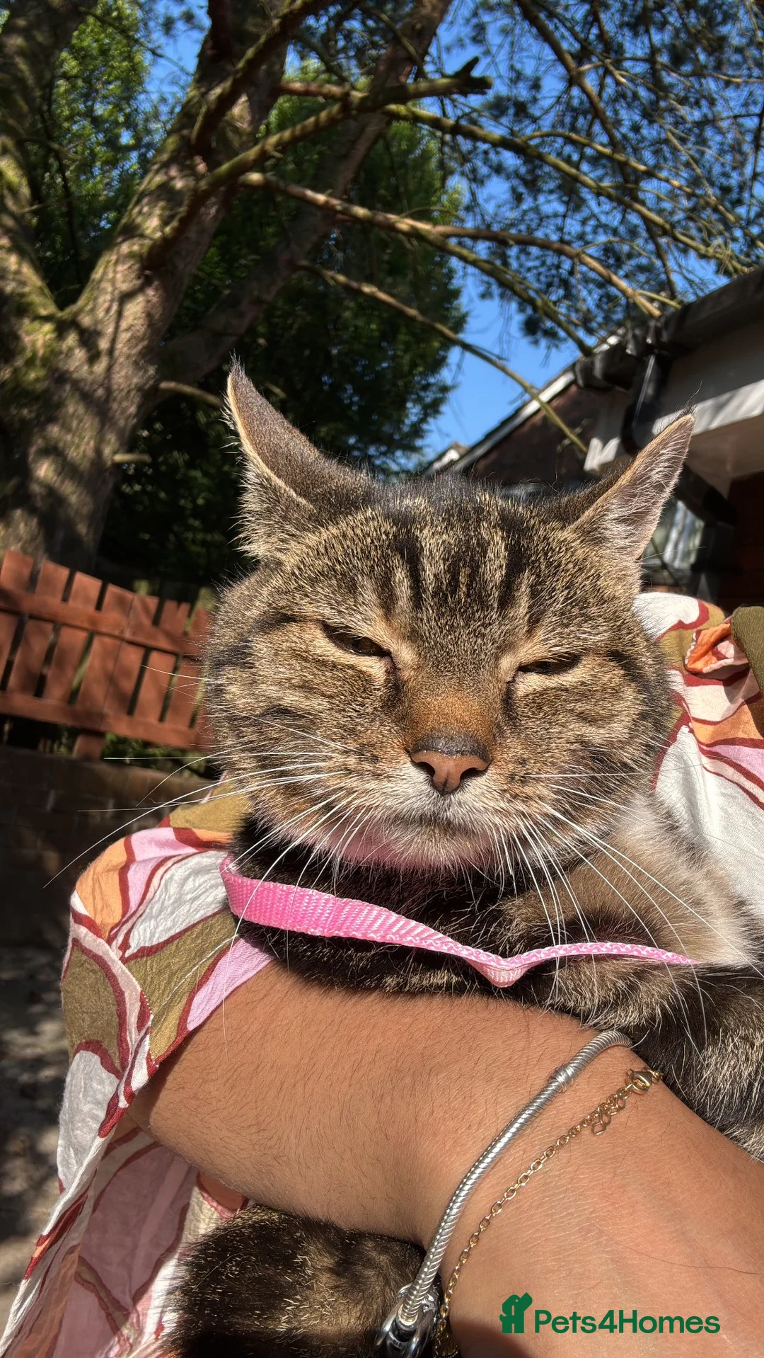 Mixed Breed cats for sale: Loving Home Needed for My Beautiful Tabby Cat 🐾❤️ in Bolton - Advert 2