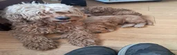 Cockapoo dogs for sale: Cockapoos F2 (deep red/faun) - Advert 20