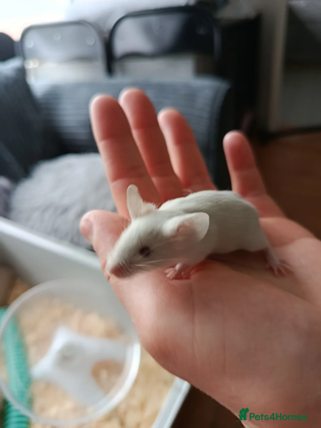 Mouse rodents for sale: Lovely friendly male mouse seeking new family  - Advert 3