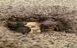 Sphynx cats for sale: Mixed selection Sphynx kittens. - Image 1