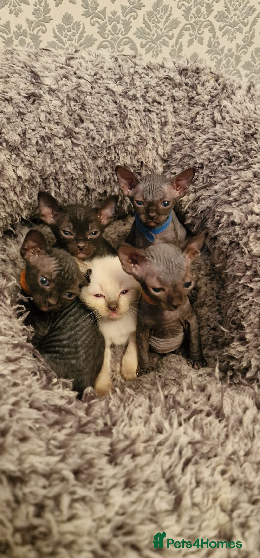 Sphynx cats for sale: Mixed selection Sphynx kittens. - Image 1