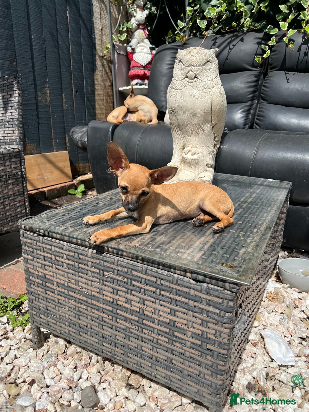 Chihuahua dogs for sale: Short hair white chihuahua & deer head chihuahua  - Image 32