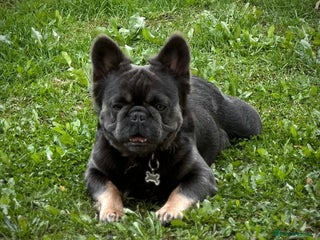 French Bulldog dogs French bulldog fluffy male - Advert 2