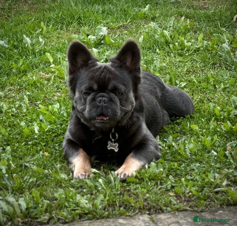 French Bulldog dogs French bulldog fluffy male - Advert 3