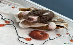 Mixed Breed dogs for sale: 6 beautiful puppies  - Image 4