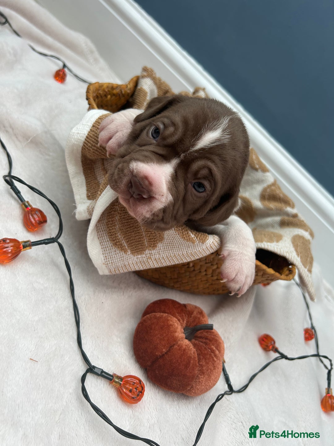 Mixed Breed dogs for sale: 6 beautiful puppies  - Image 4