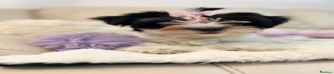 Biewer Terrier Puppy 2