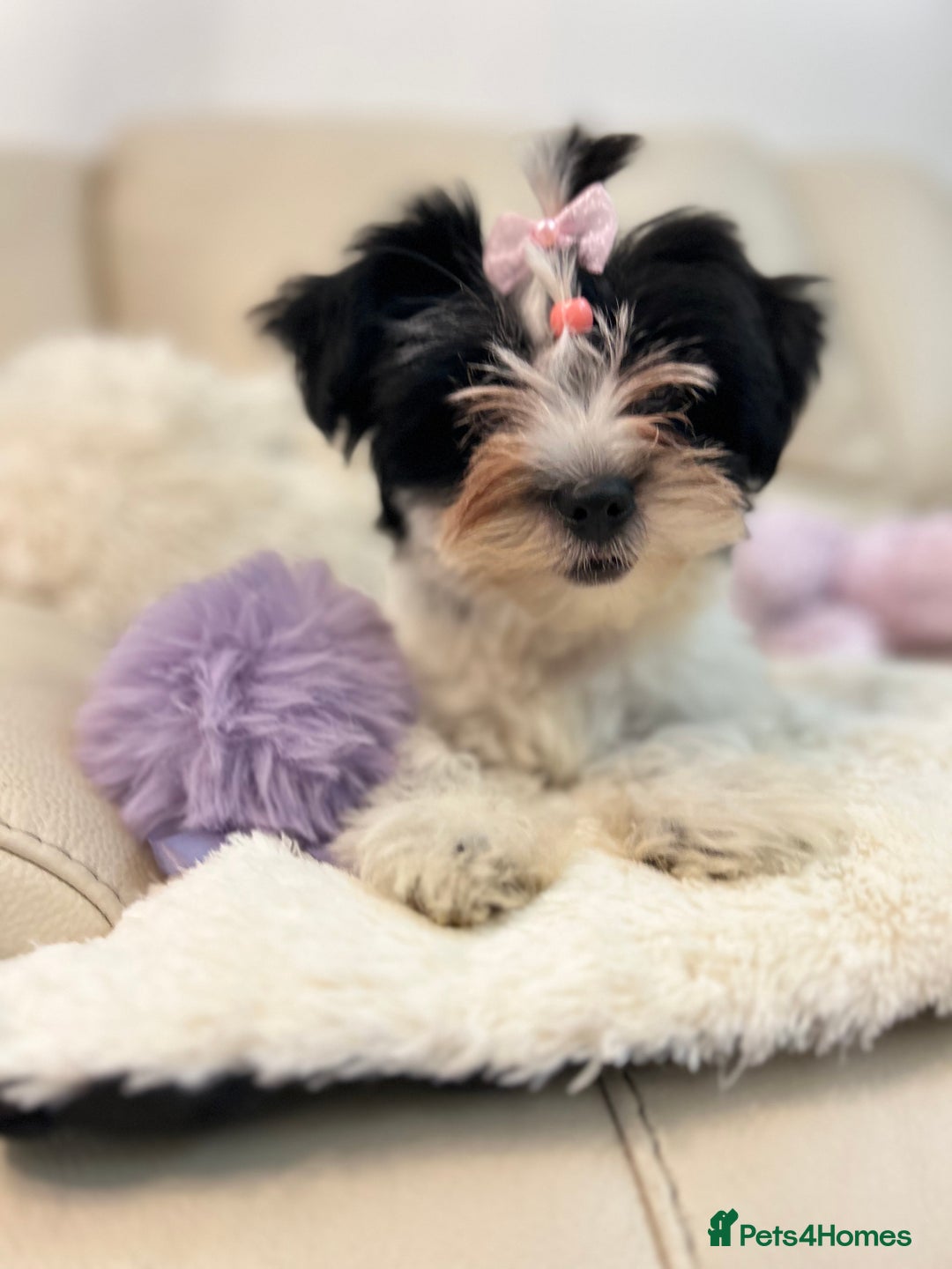 Biewer Terrier dogs for sale: 🩶🩷Biewer-Biro Champion heritage pups! 🐶❤️ - Image 5