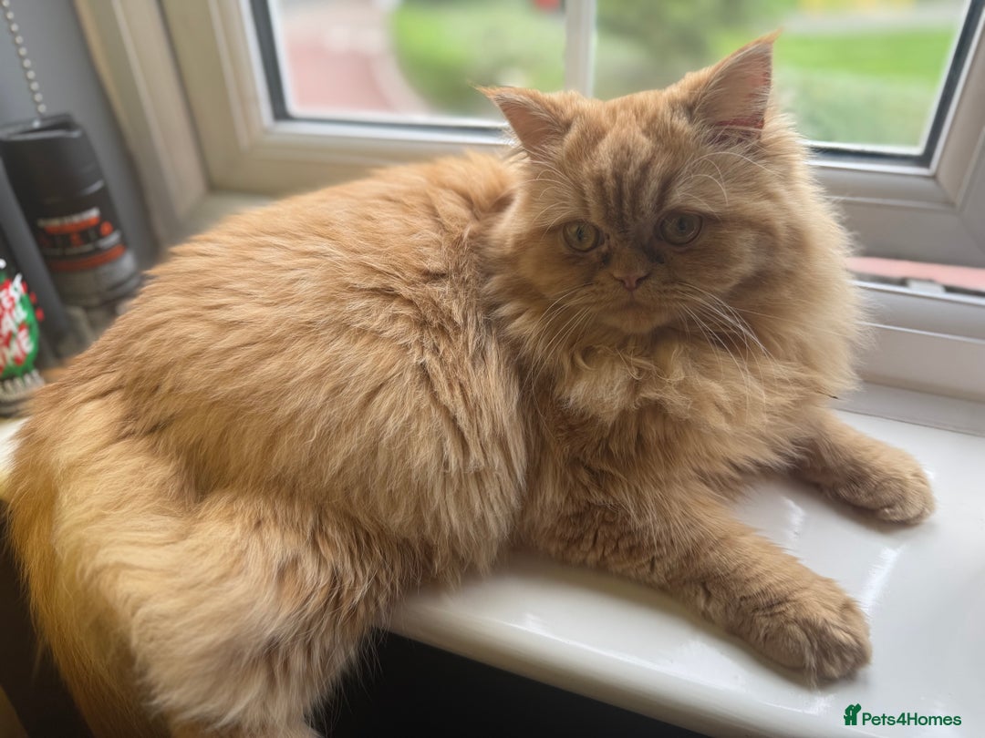 Persian cats for sale: 1 year old Persian (Daisy)  - Advert 3