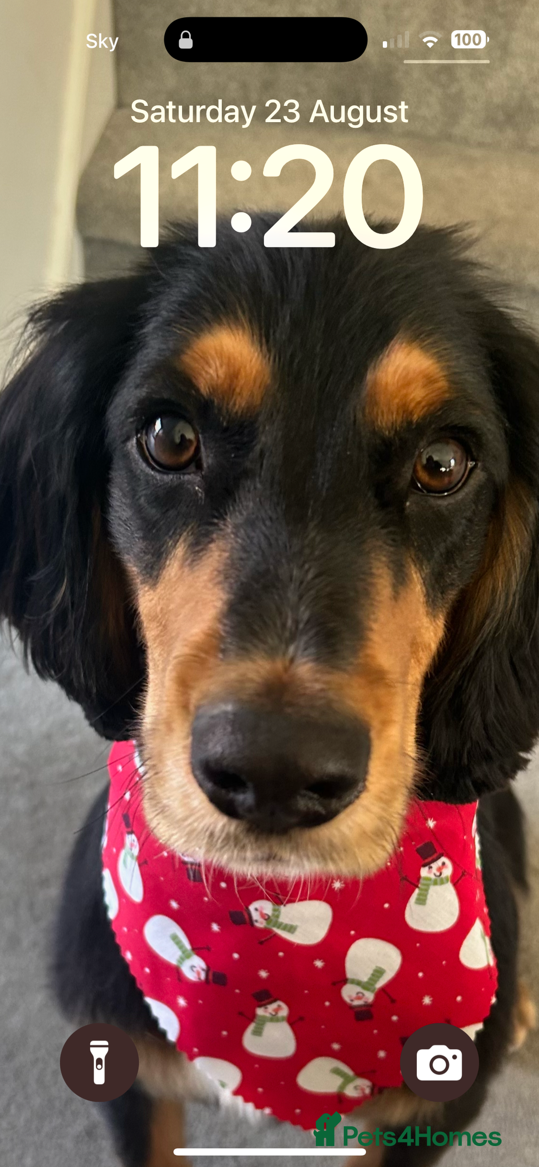 Cocker Spaniel dogs for sale: 2 year old working cocker spaniel - Advert 2