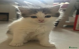 British Longhair cats for sale: British Longhair kittens Two  - Image 6