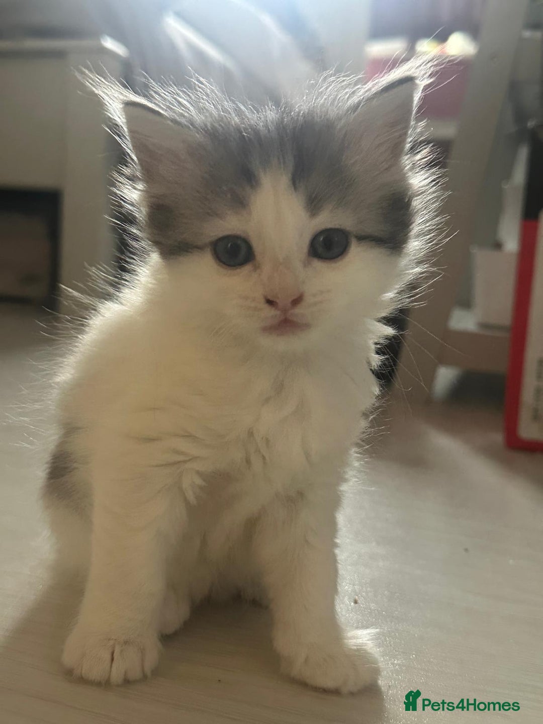 British Longhair cats for sale: British Longhair kittens Two  - Image 6