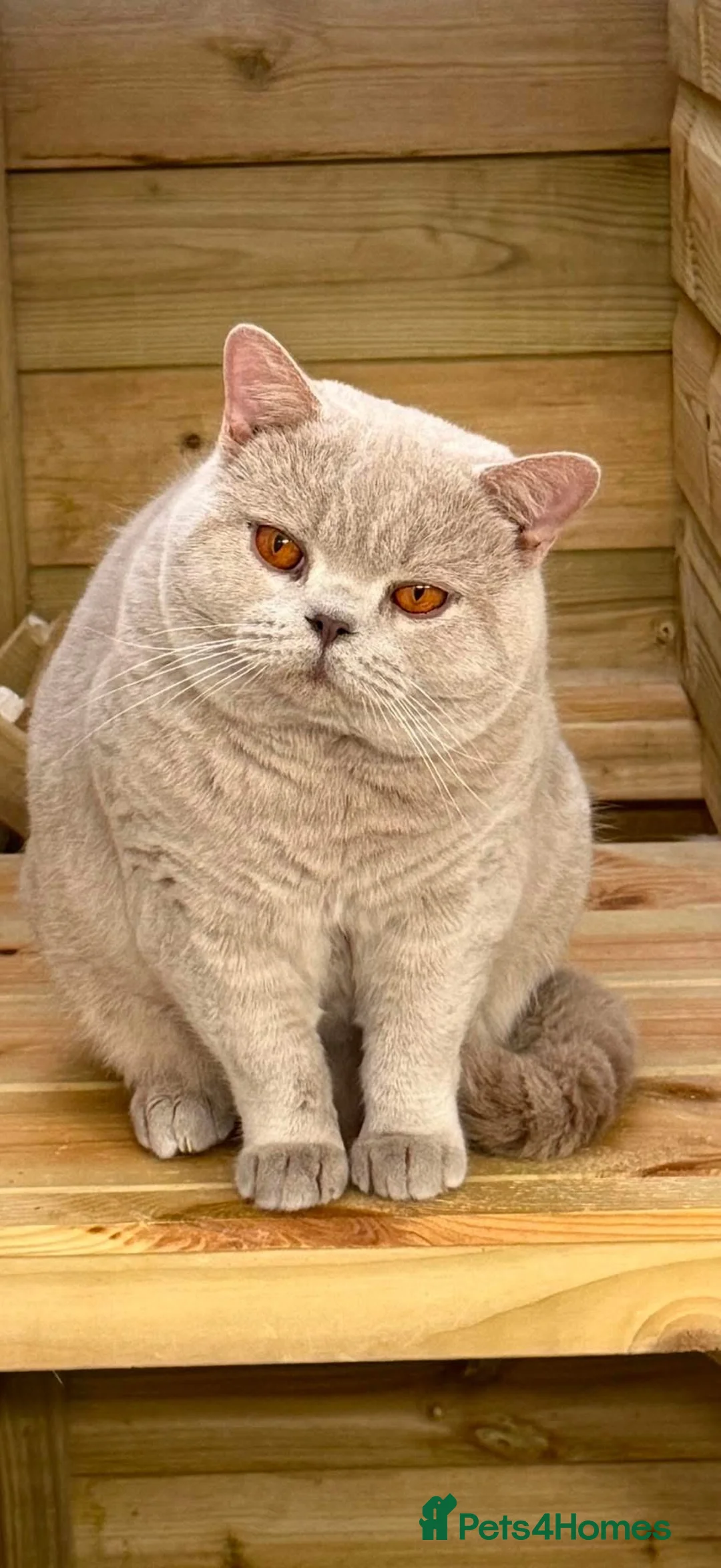 British Shorthair cats for sale: British shorthair kitten  - Advert 8