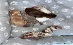 Miniature Dachshund dogs for sale: Dolly mixture dapple/piebald  - Image 14