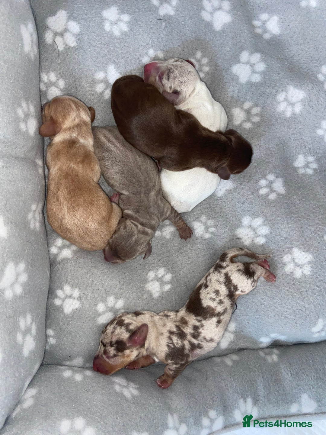 Miniature Dachshund dogs for sale: Dolly mixture dapple/piebald  - Image 14