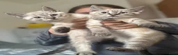 Mixed Breed cats for sale: 3 beautiful kittens for sale  - Advert 5