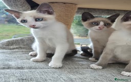 Snowshoe cats for sale: Stunning pedigree blue point Snowshoe kittens  - Image 6