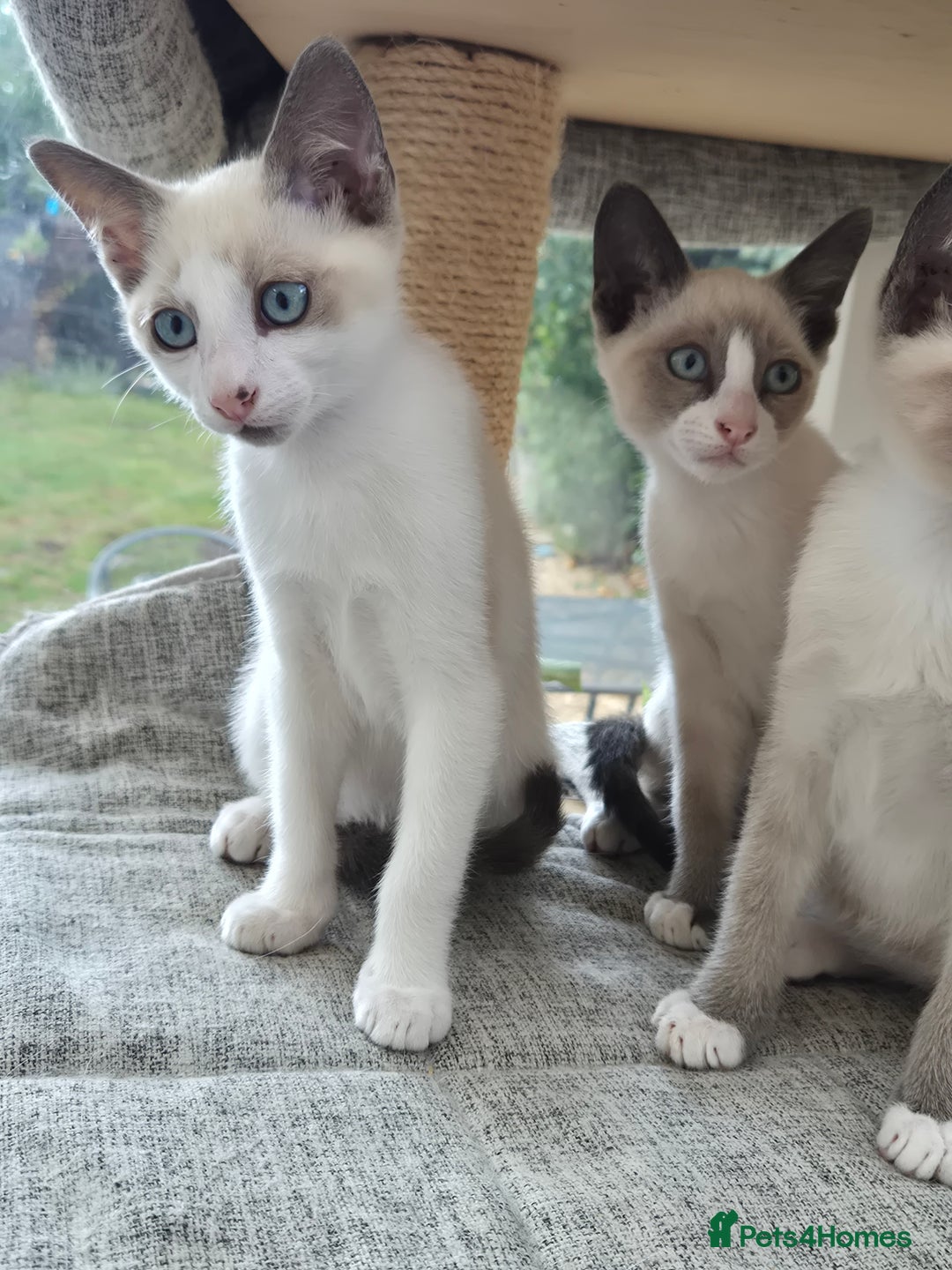 Snowshoe cats for sale: Stunning pedigree blue point Snowshoe kittens  - Image 6