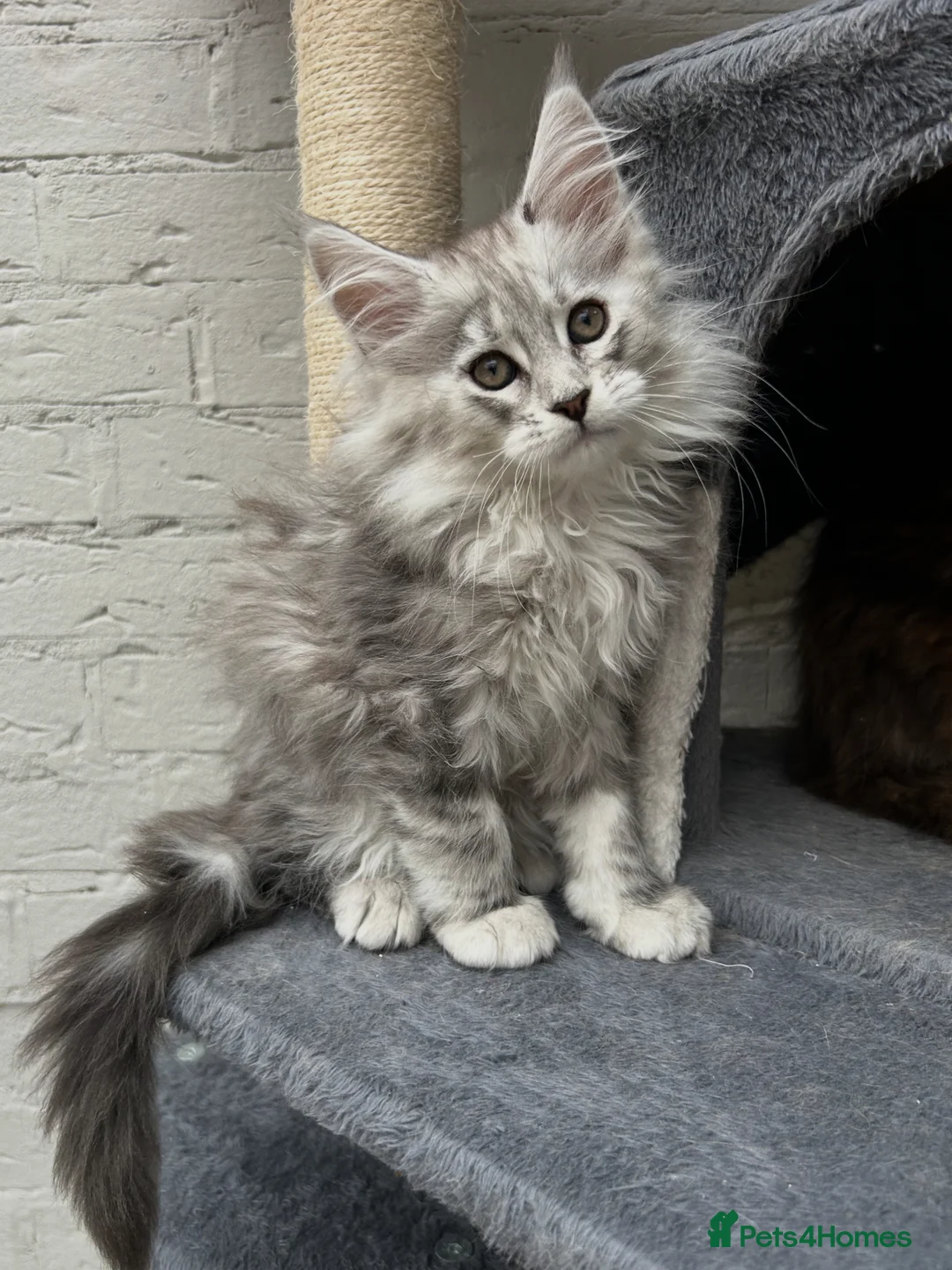 Maine Coon cats for sale: TICA reg Pedigree Maine Coon Kittens  - Advert 7