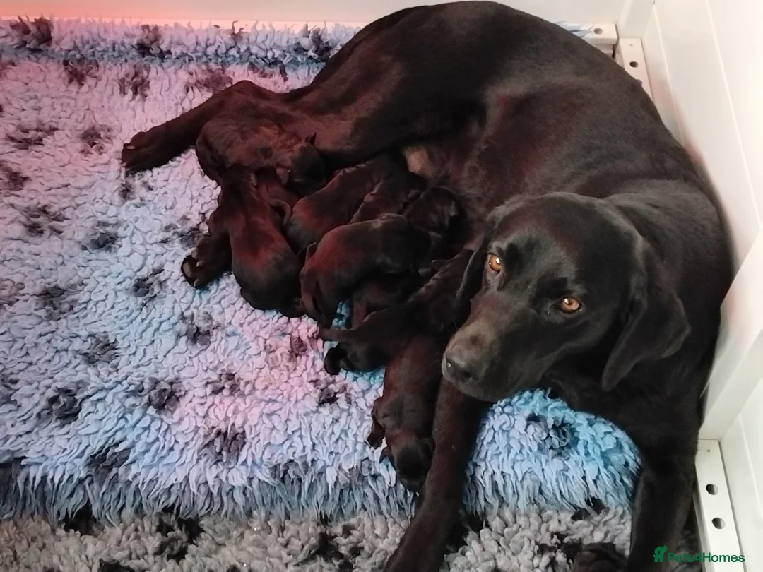 Labrador Retriever dogs for sale: Labrador pups KC extensively health tested parents - Advert 2