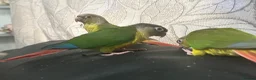 Conures birds for sale: Hand Reared Conures - Advert 9