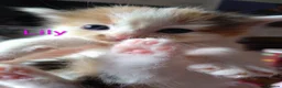 Siberian cats for sale: Adorable Siberian kittens - Advert 16