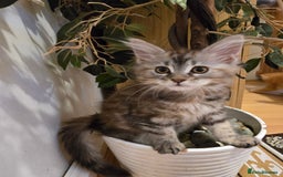 Maine Coon cats for sale: Maine coon kittens  - Image 29