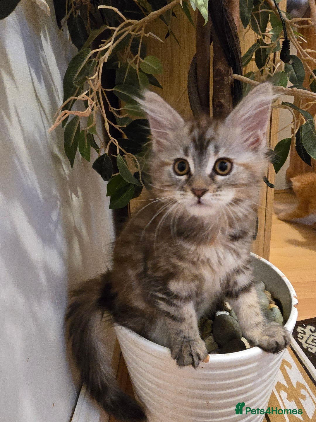 Maine Coon cats for sale: Maine coon kittens  - Image 29