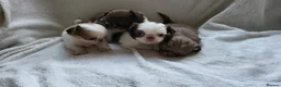 Chihuahua dogs for sale: Beautiful long haired chihuahua puppies - Advert 21