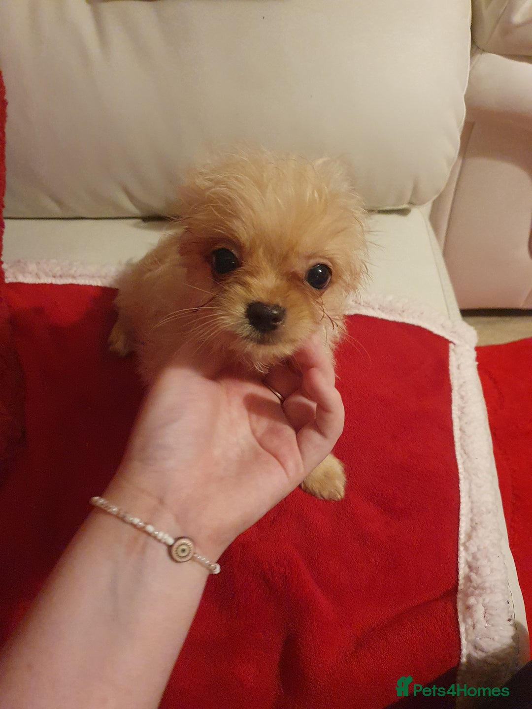 Chipoo dogs for sale: Chipoos  - Advert 13