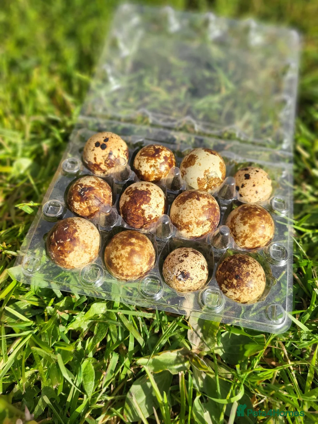 Quail poultry for sale: 12 Quail Hatching eggs  - Advert 2