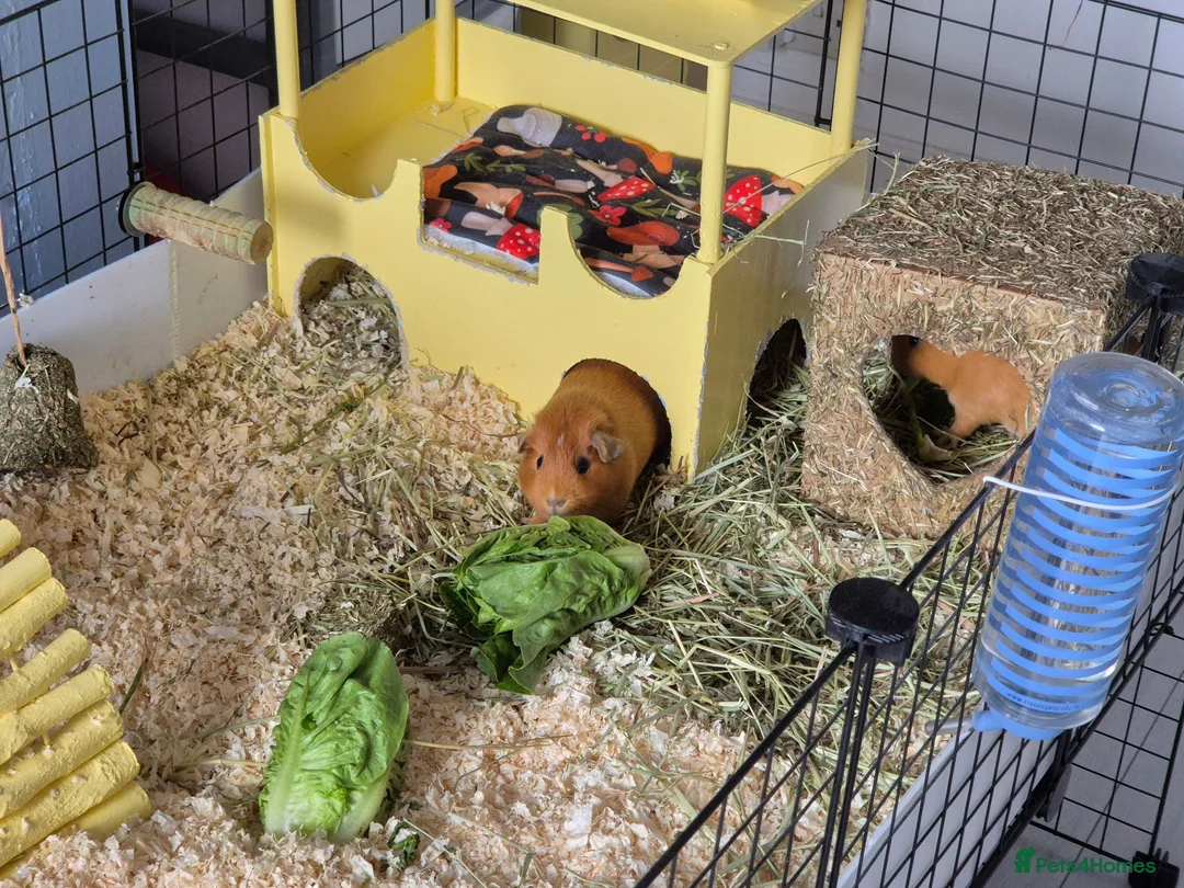Guinea Pig rodents for sale: 2 female guinea pigs - Advert 3