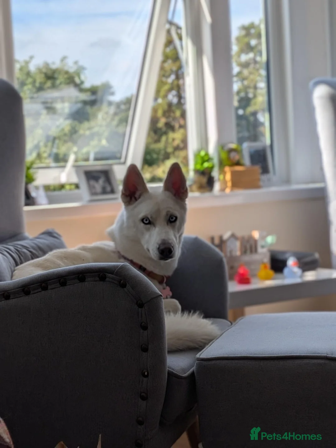 Siberian Husky dogs for sale: Kiki needs rehoming ASAP - Advert 1