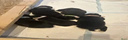 Border Collie dogs for sale: Border collie puppies in Tranent - Advert 3