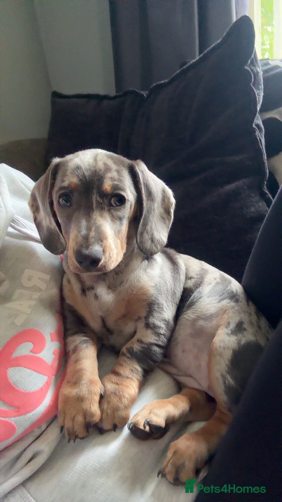 Miniature Dachshund dogs Mini dashaund  - Advert 11