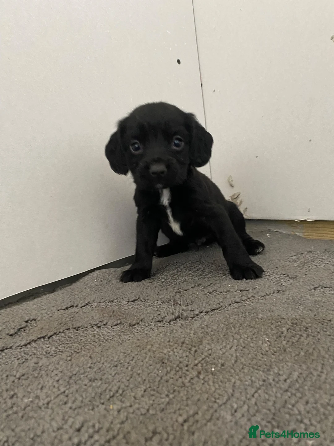 Sprocker dogs for sale: 🐶 Beautiful Sprocker Puppies – 5 Boys & 2 Girls ❤ in Sherborne - Advert 2