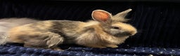 Mini Lion Lop rabbits for sale: Super cute mini lop x lionhead rabbits - Advert 4