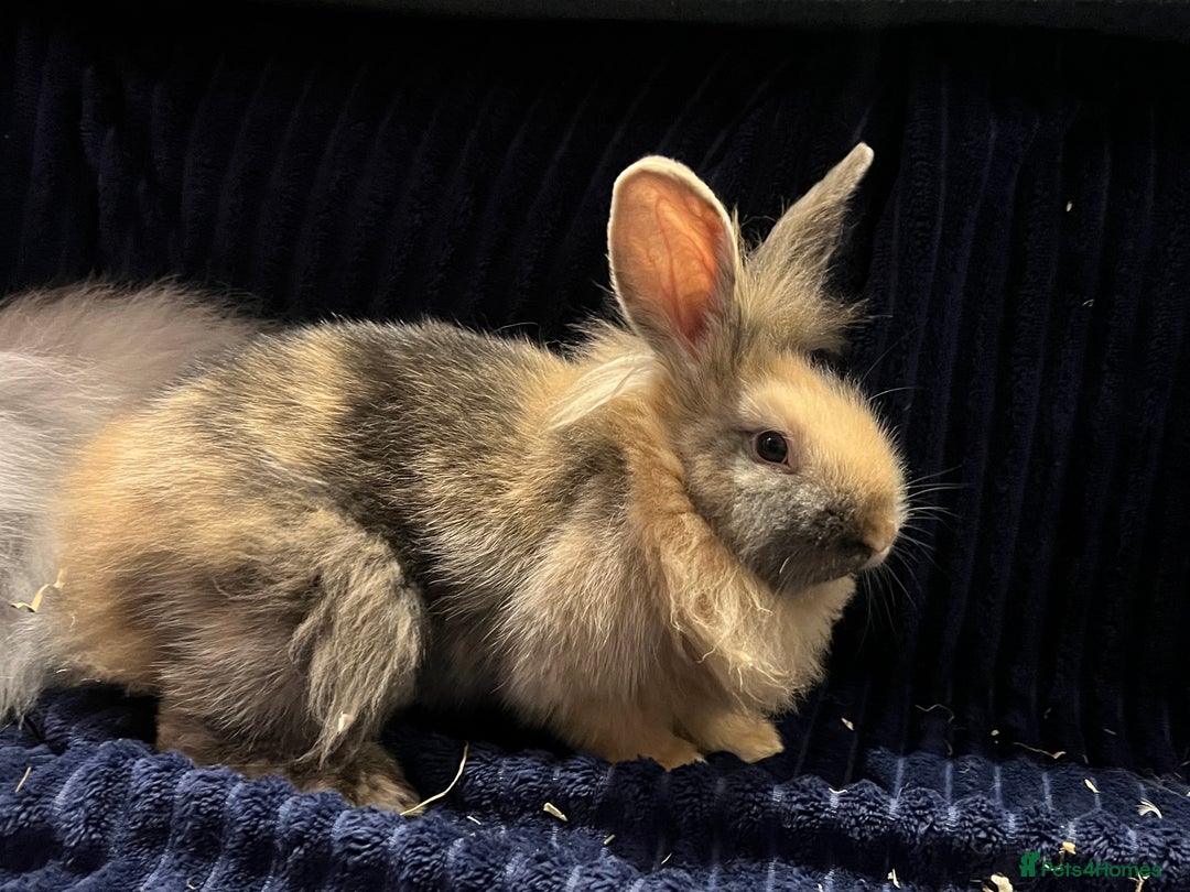 Mini Lion Lop rabbits for sale: Super cute mini lop x lionhead rabbits - Advert 4